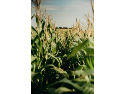Maize Meal
