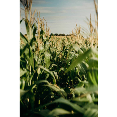 Maize Meal