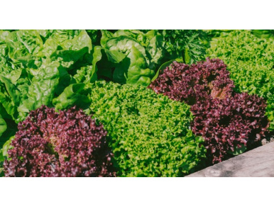 Lettuce