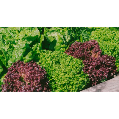 Lettuce