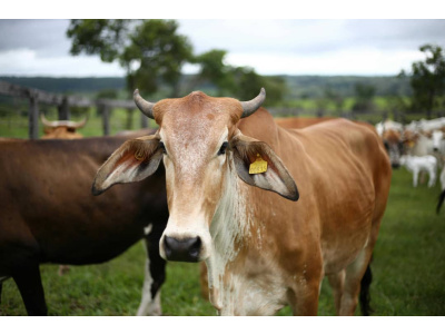 Agricultural products