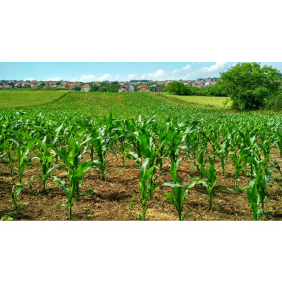 Agricultural products - Image 6
