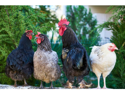 Agricultural products