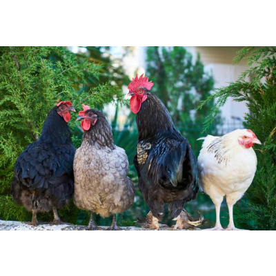 Agricultural products