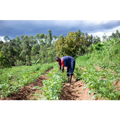 Agricultural products - Image 4